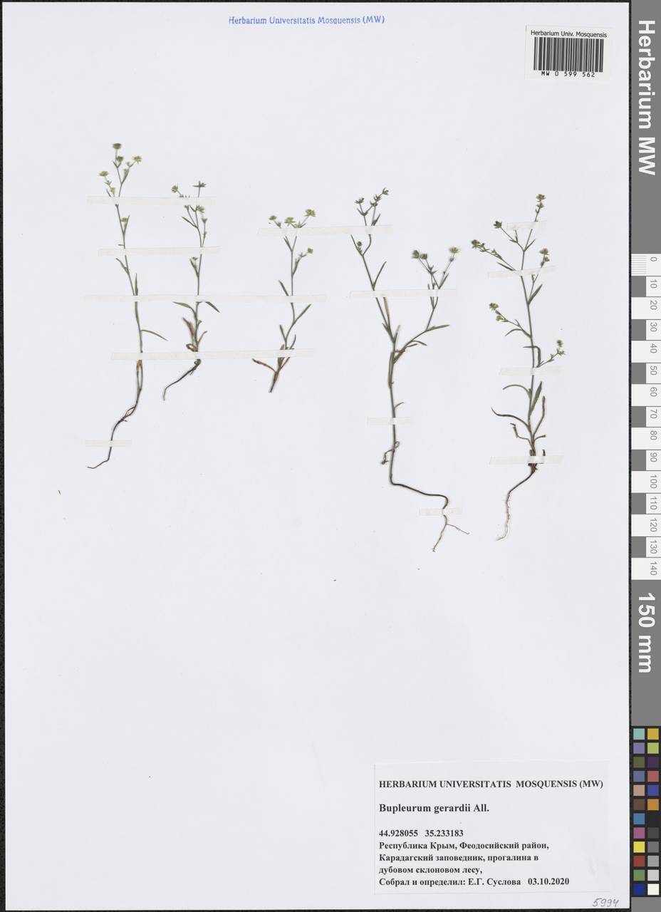 Bupleurum gerardi All., Crimea (KRYM) (Russia)