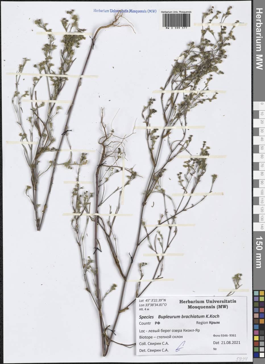 Bupleurum brachiatum K. Koch ex Boiss., Crimea (KRYM) (Russia)