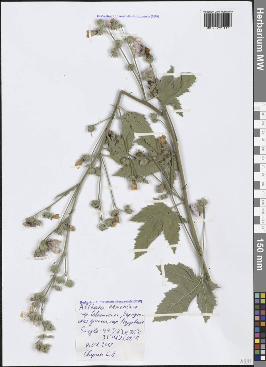 Althaea armeniaca Ten., Crimea (KRYM) (Russia)