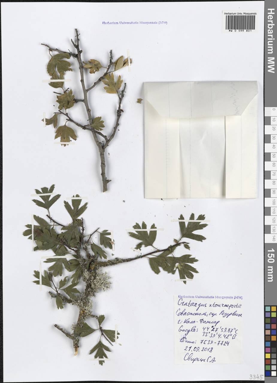 Crataegus orientalis subsp. orientalis, Crimea (KRYM) (Russia)