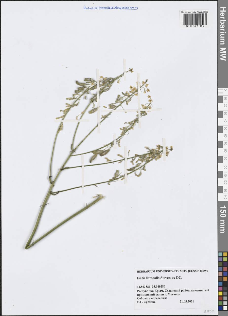 Isatis littoralis Steven, Crimea (KRYM) (Russia)