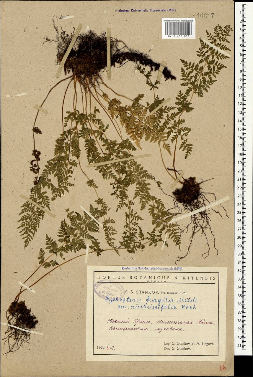 Cystopteris fragilis (L.) Bernh., Crimea (KRYM) (Russia)