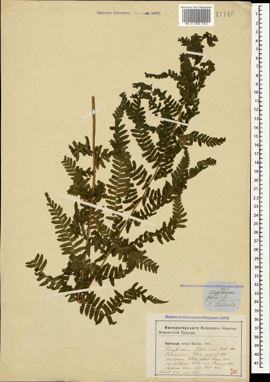 Dryopteris filix-mas (L.) Schott, Crimea (KRYM) (Russia)