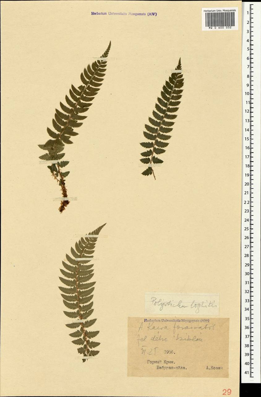 Polystichum lonchitis (L.) Roth, Crimea (KRYM) (Russia)