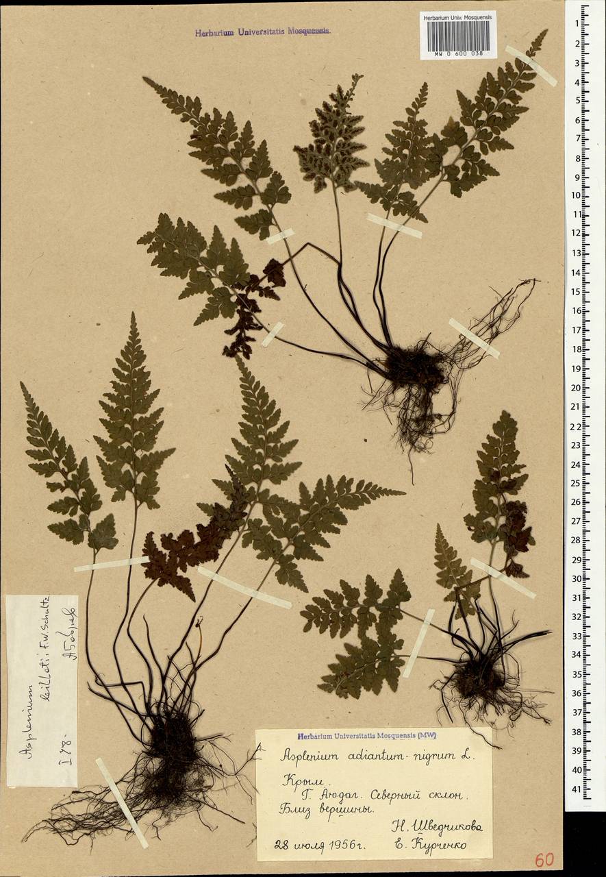 Asplenium obovatum subsp. billotii (F.W. Schultz) O.Bolos, Vigo, Masalles & J.M.Ninot, Crimea (KRYM) (Russia)