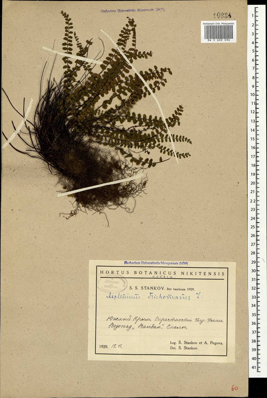 Asplenium trichomanes L., Crimea (KRYM) (Russia)