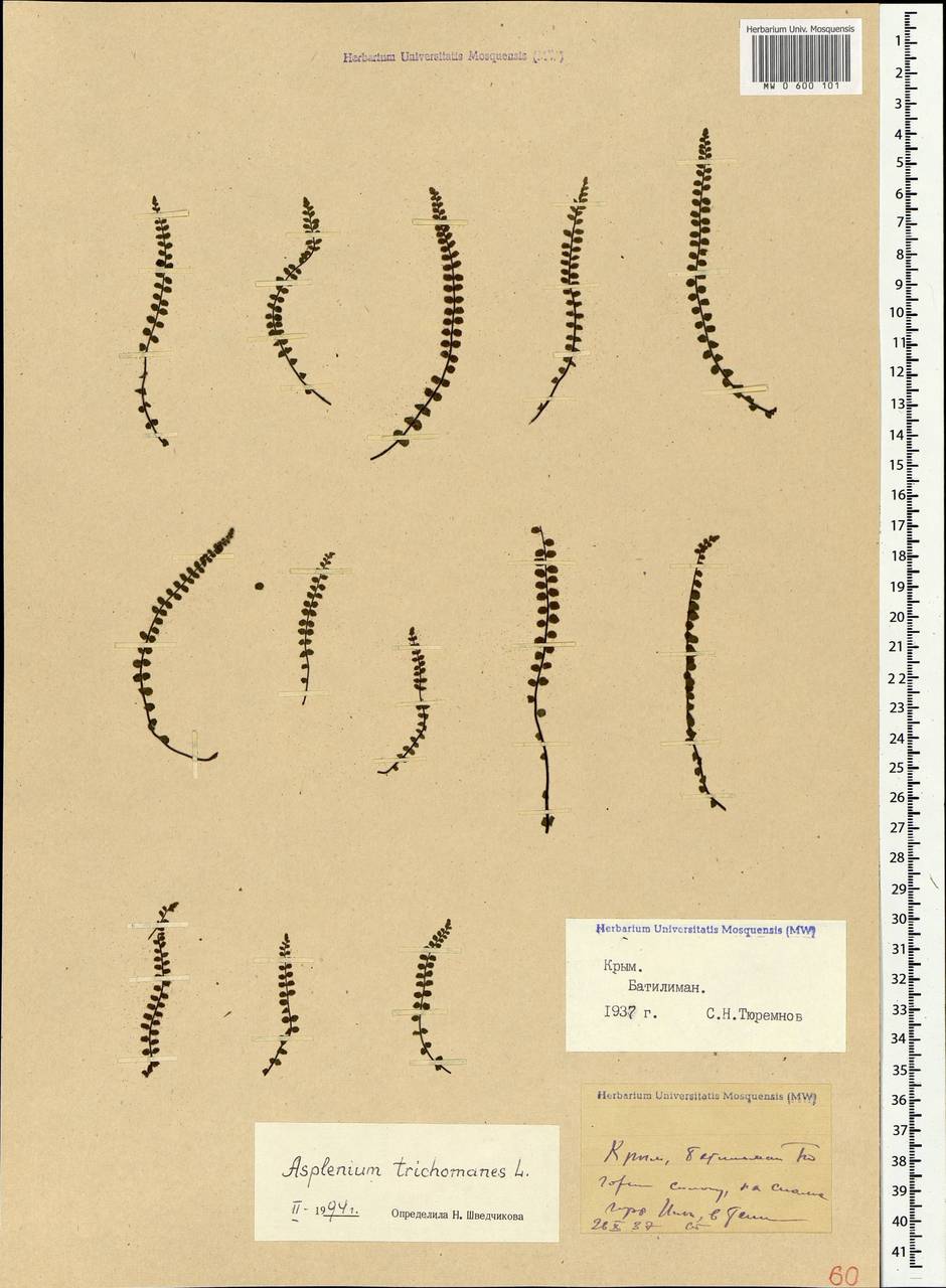 Asplenium trichomanes L., Crimea (KRYM) (Russia)