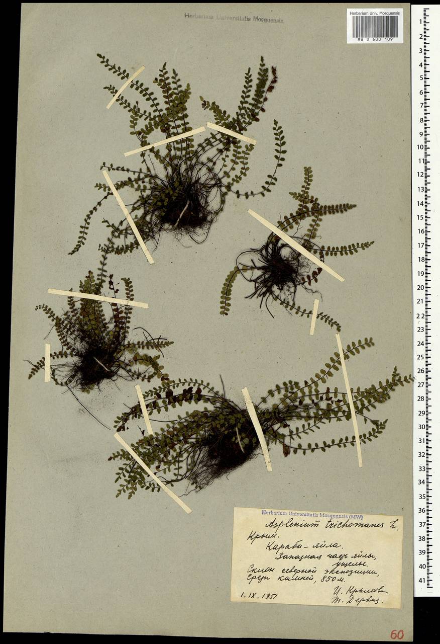 Asplenium trichomanes, Crimea (KRYM) (Russia)
