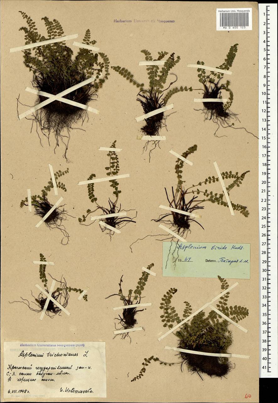 Asplenium viride Huds., Crimea (KRYM) (Russia)