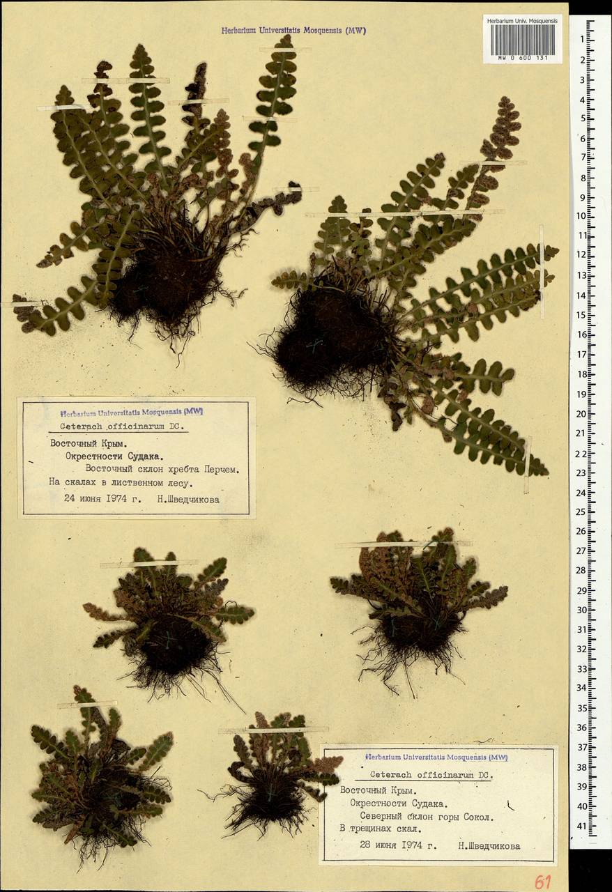 Asplenium ceterach subsp. ceterach, Crimea (KRYM) (Russia)