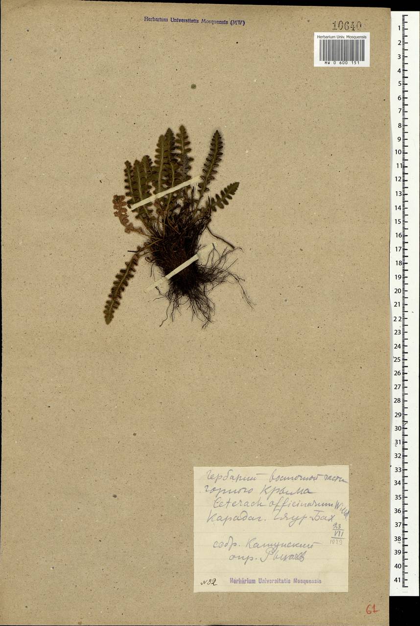 Asplenium ceterach subsp. ceterach, Crimea (KRYM) (Russia)