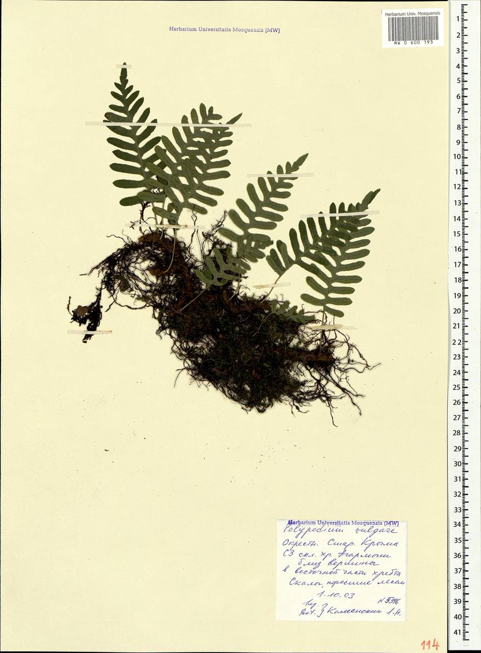 Polypodium vulgare L., Crimea (KRYM) (Russia)