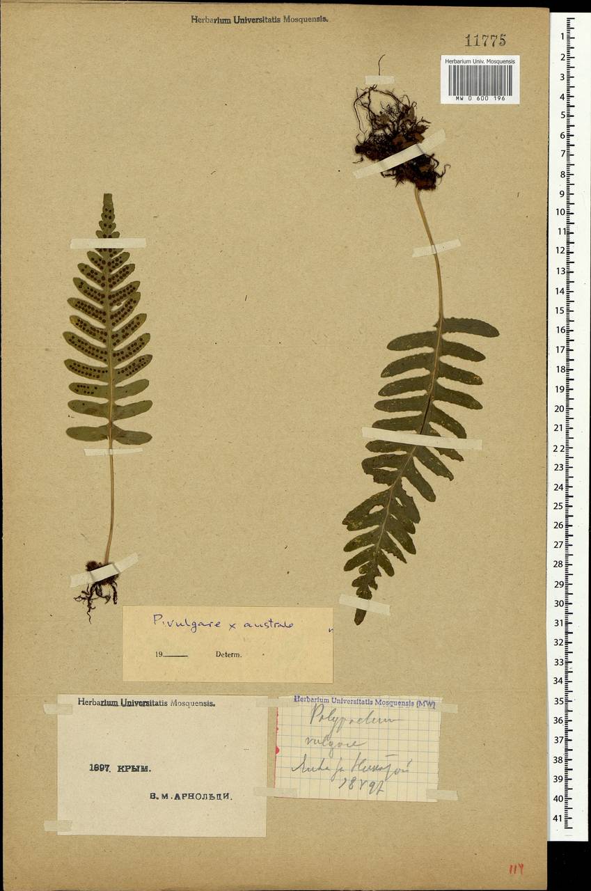 Polypodium vulgare L., Crimea (KRYM) (Russia)