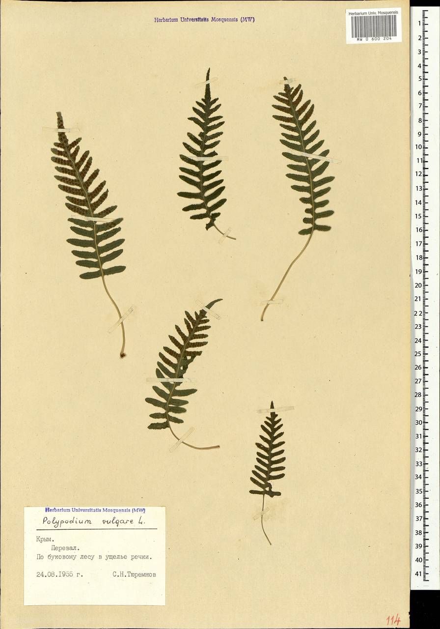 Polypodium vulgare L., Crimea (KRYM) (Russia)