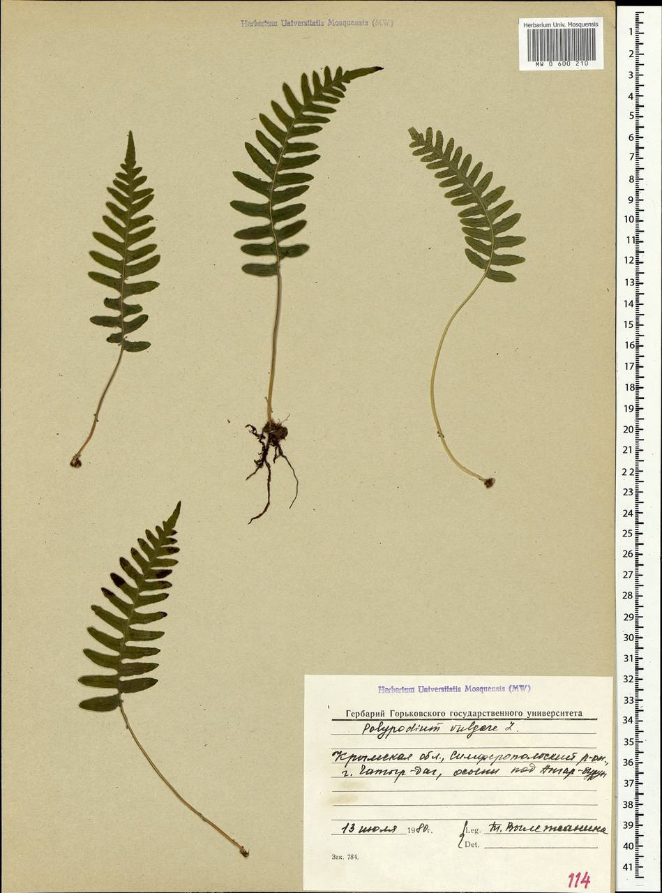Polypodium vulgare L., Crimea (KRYM) (Russia)