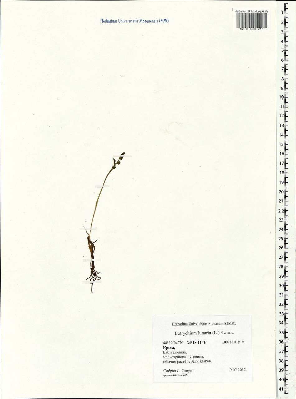 Botrychium lunaria (L.) Sw., Crimea (KRYM) (Russia)