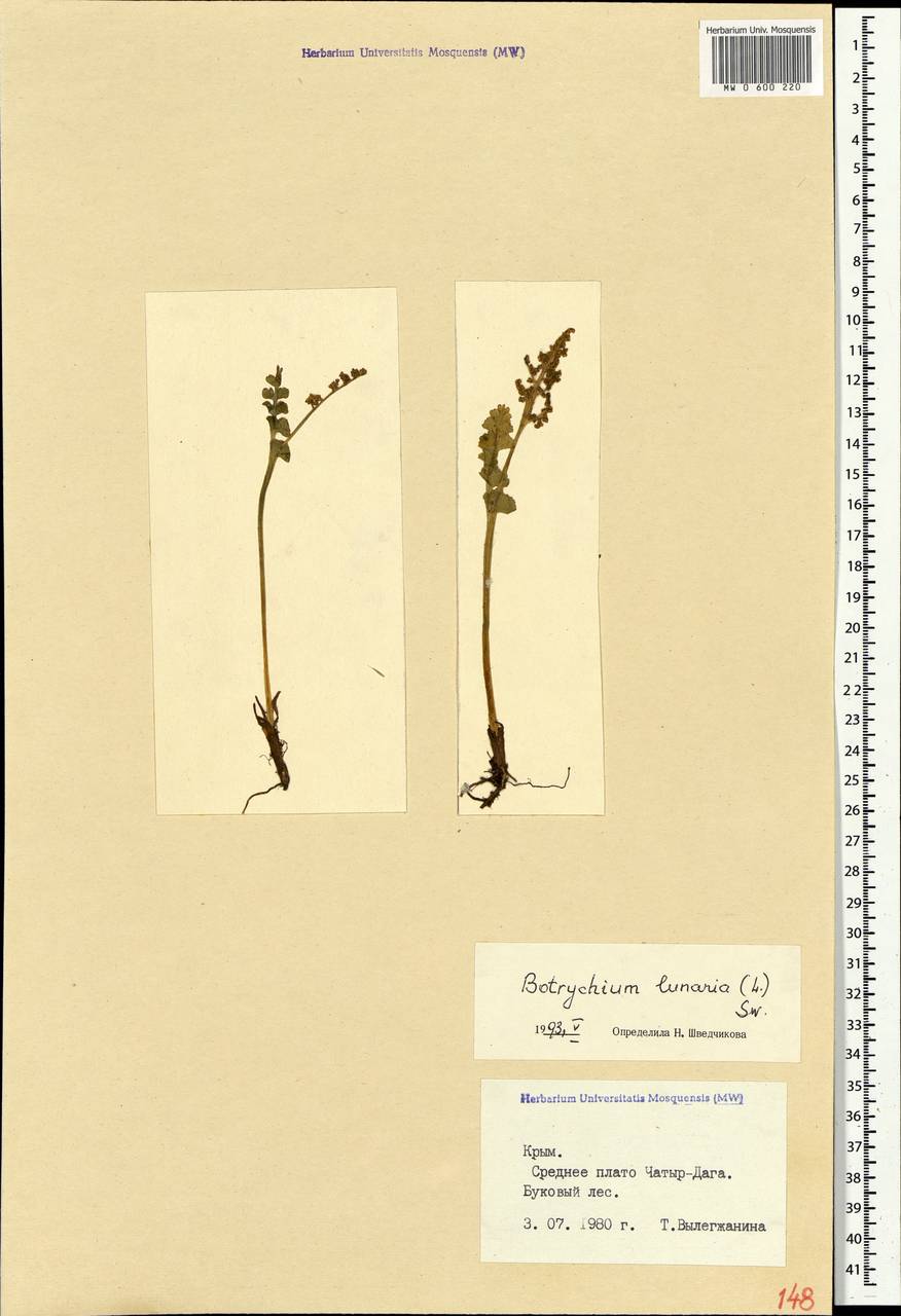 Botrychium lunaria (L.) Sw., Crimea (KRYM) (Russia)
