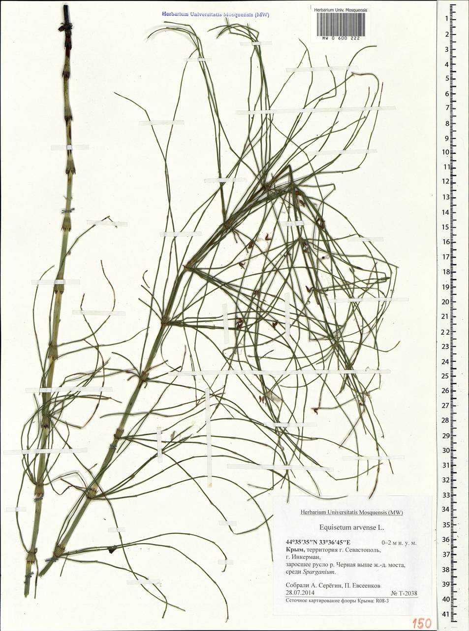 Equisetum arvense L., Crimea (KRYM) (Russia)