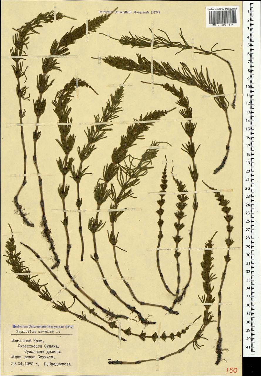 Equisetum arvense L., Crimea (KRYM) (Russia)