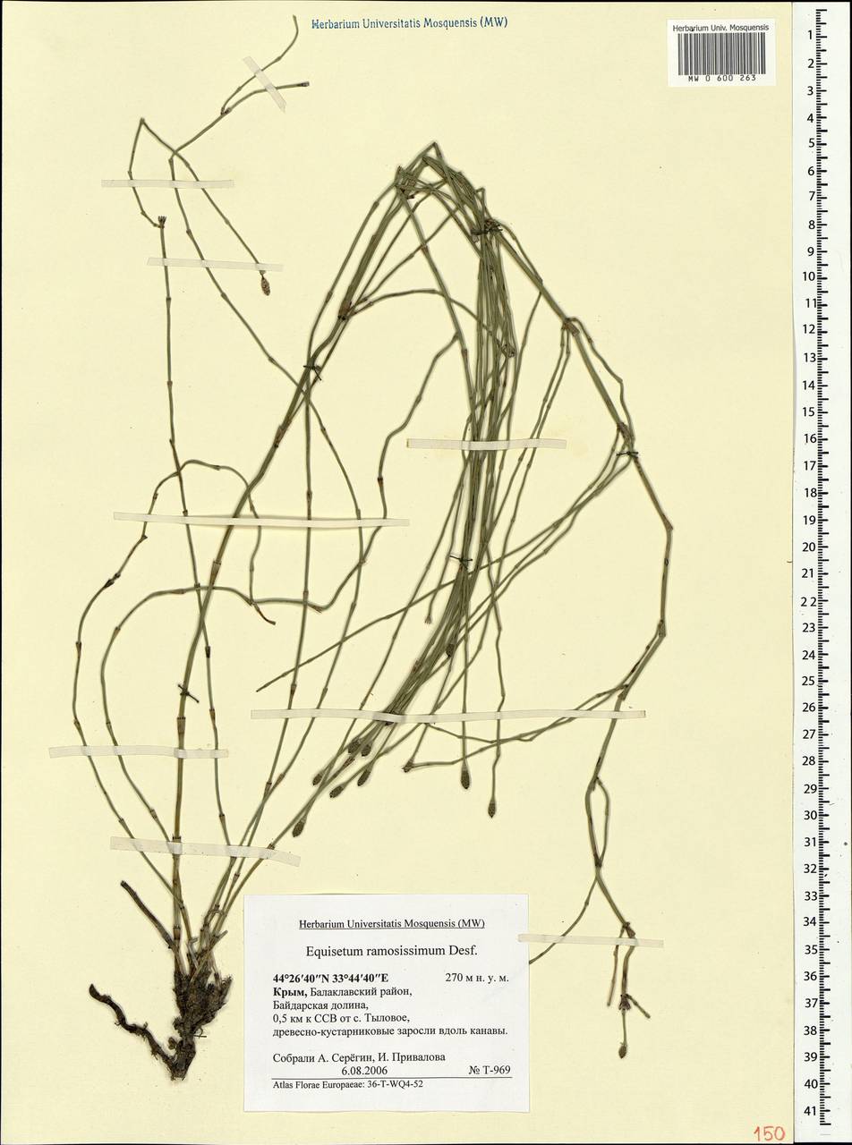 Equisetum ramosissimum Desf., Crimea (KRYM) (Russia)