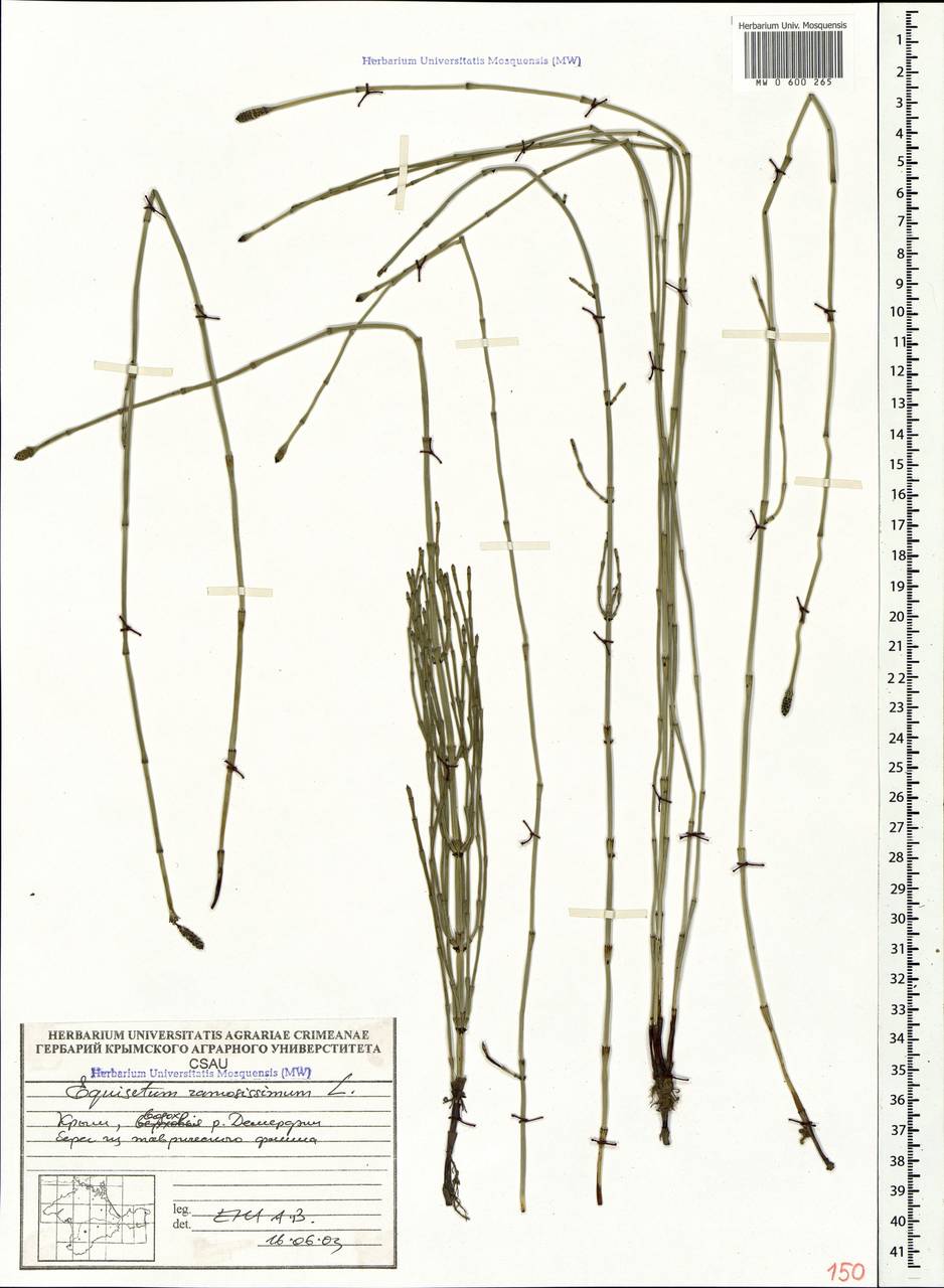 Equisetum ramosissimum Desf., Crimea (KRYM) (Russia)