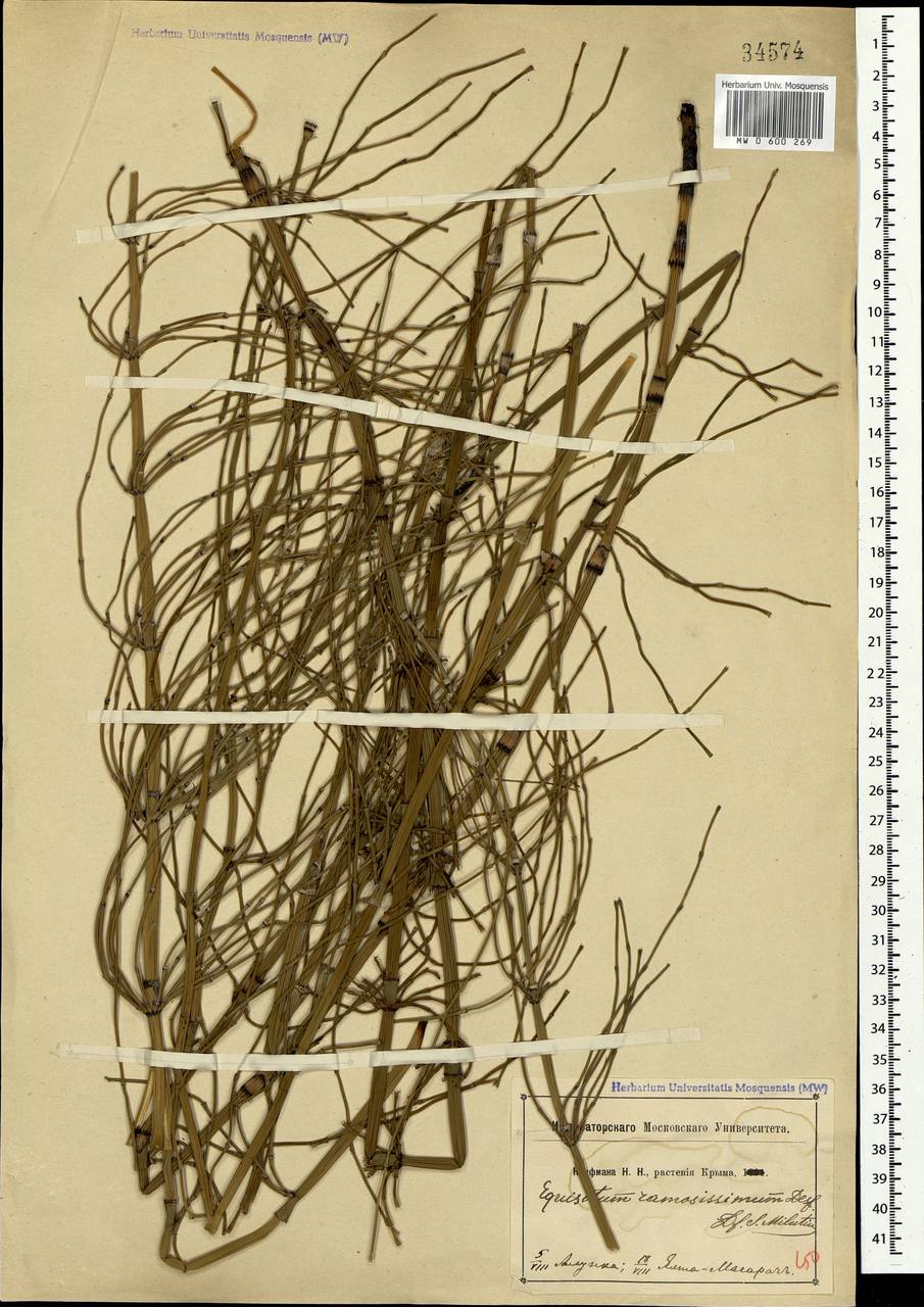 Equisetum ramosissimum Desf., Crimea (KRYM) (Russia)
