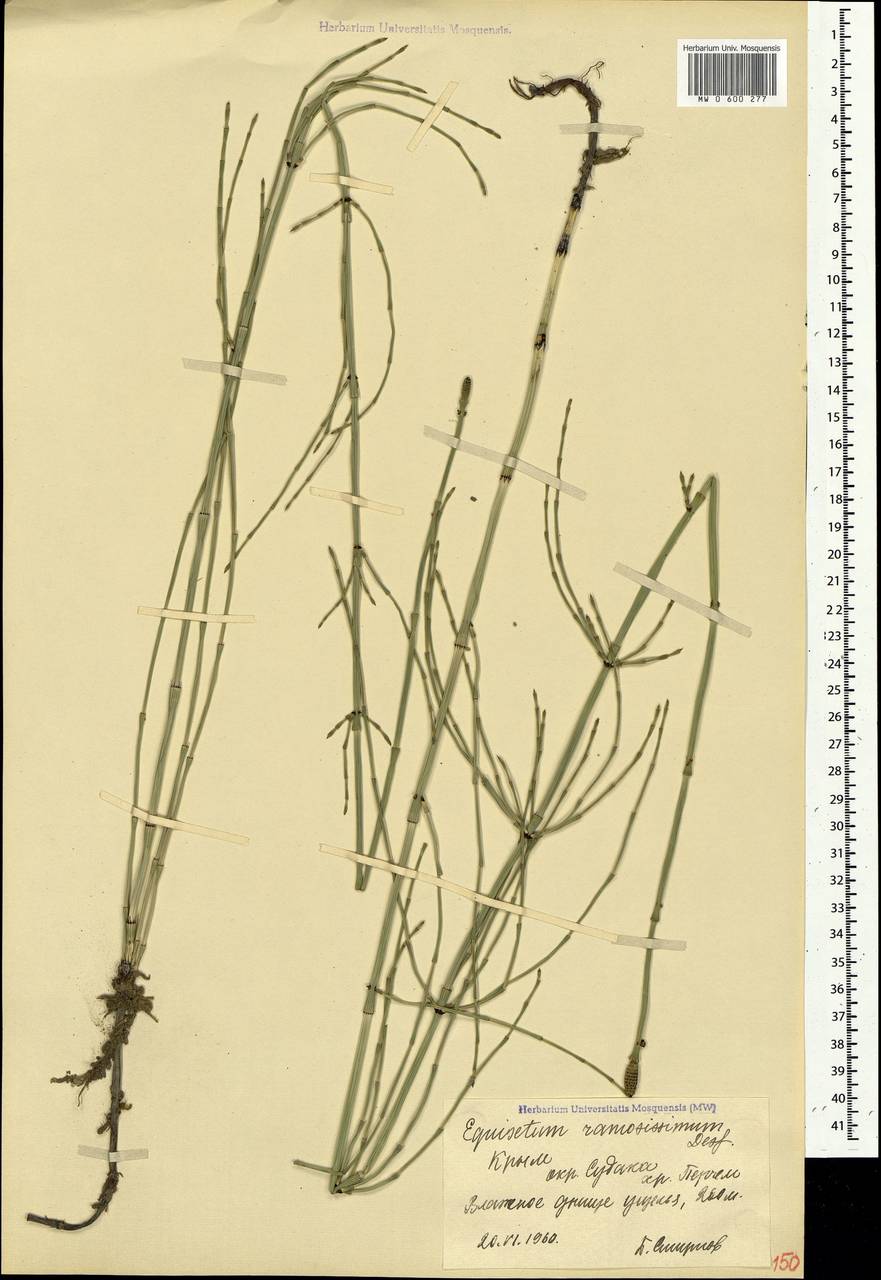 Equisetum ramosissimum Desf., Crimea (KRYM) (Russia)
