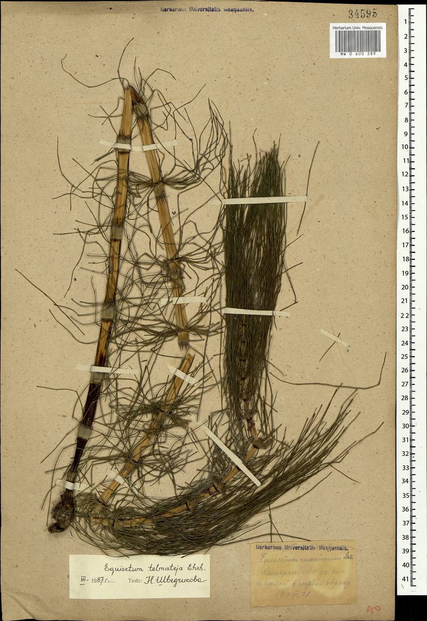 Equisetum telmateia Ehrh., Crimea (KRYM) (Russia)