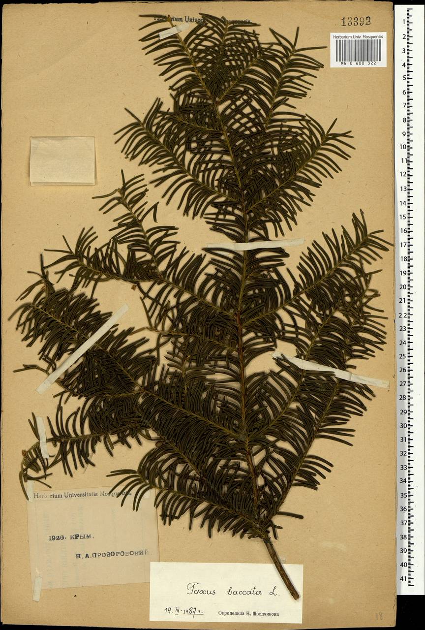 Taxus baccata L., Crimea (KRYM) (Russia)
