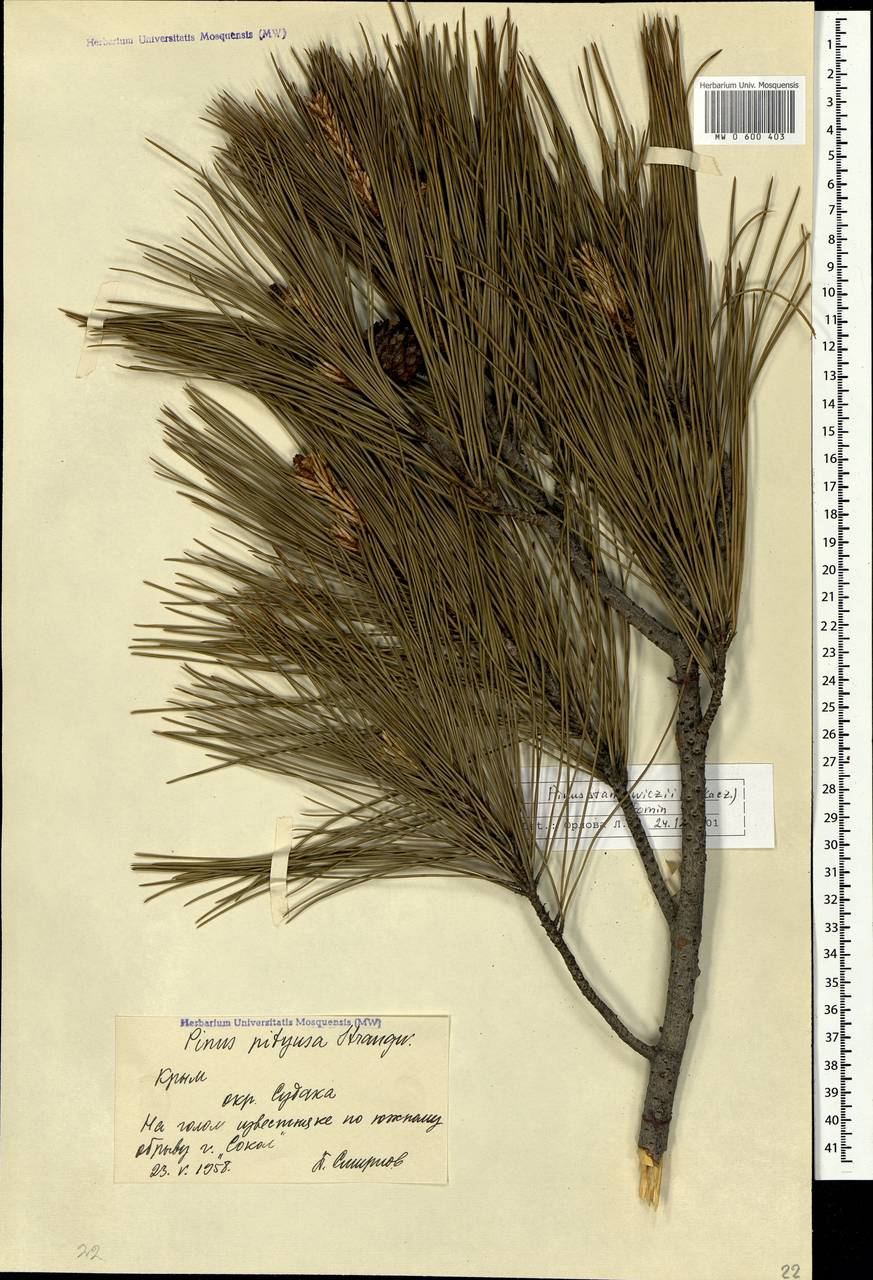 Pinus brutia var. pityusa (Steven) Silba, Crimea (KRYM) (Russia)