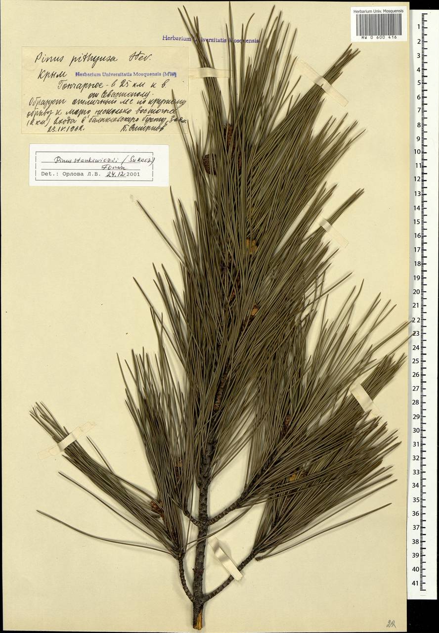 Pinus brutia var. pityusa (Steven) Silba, Crimea (KRYM) (Russia)