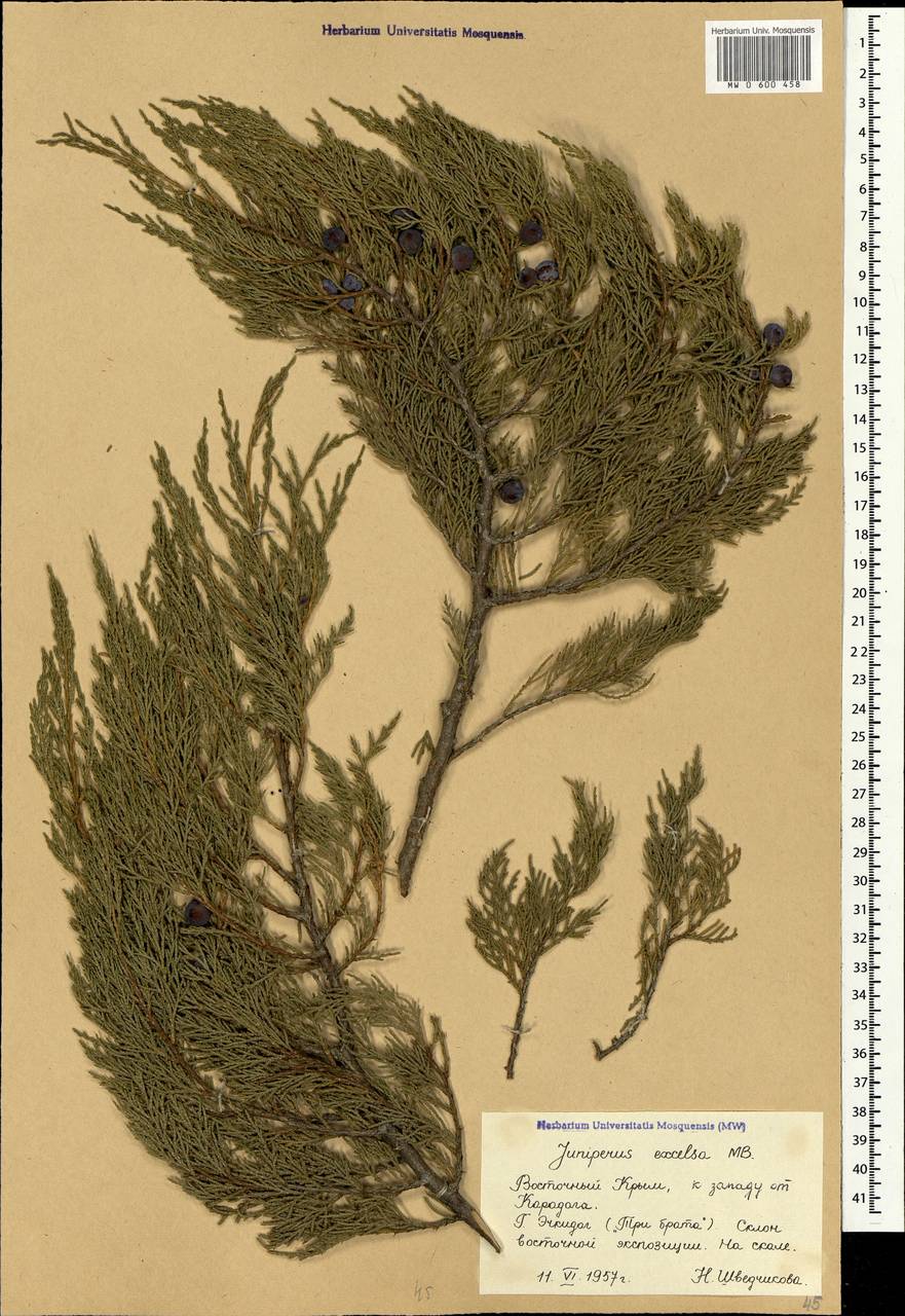 Juniperus excelsa M.Bieb., Crimea (KRYM) (Russia)