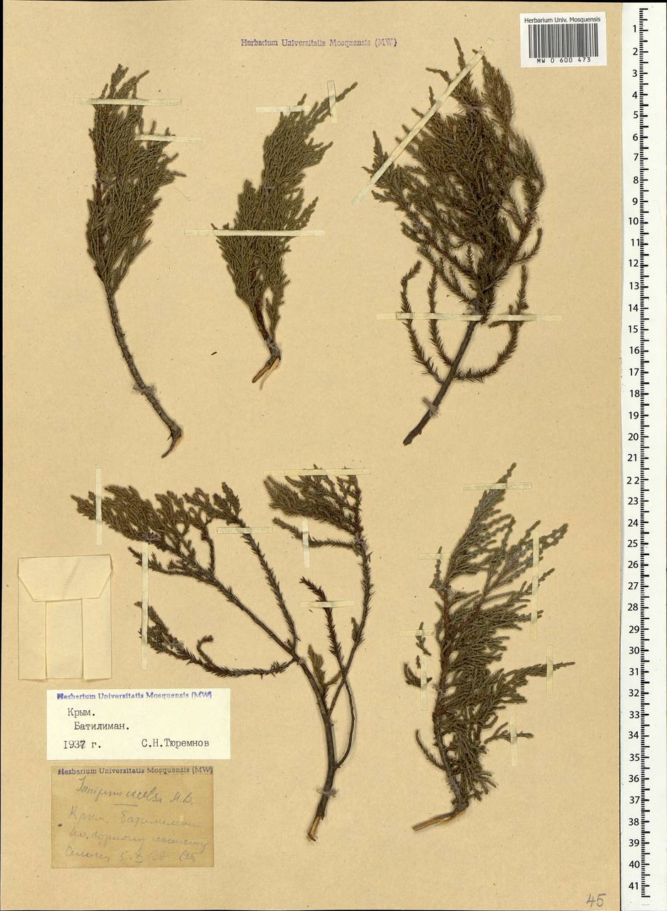 Juniperus excelsa M.Bieb., Crimea (KRYM) (Russia)