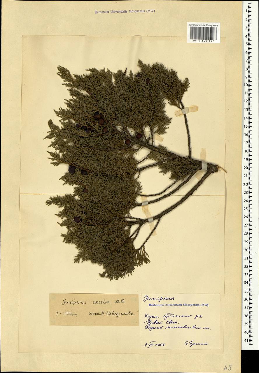 Juniperus excelsa M.Bieb., Crimea (KRYM) (Russia)