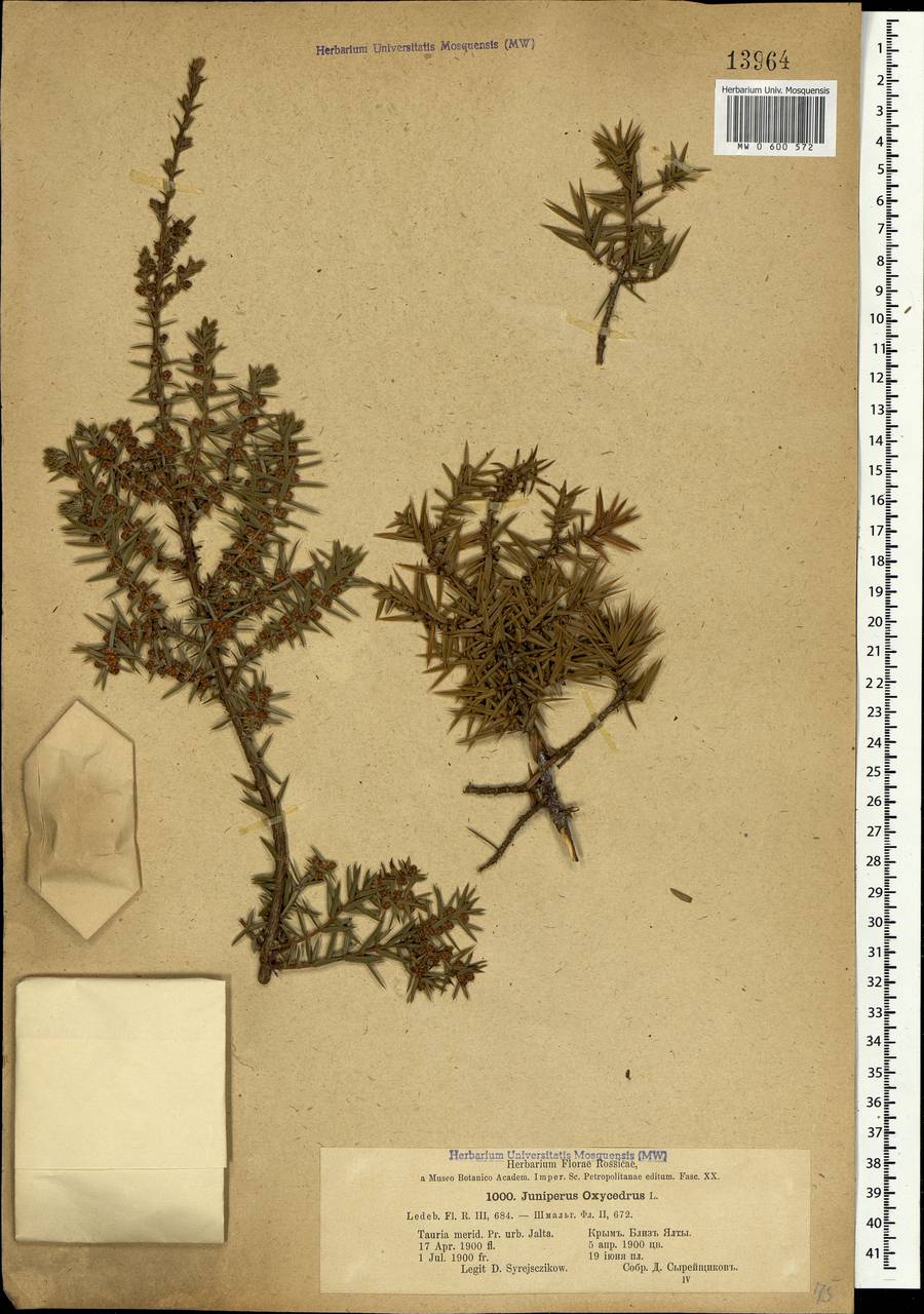 Juniperus oxycedrus L., Crimea (KRYM) (Russia)