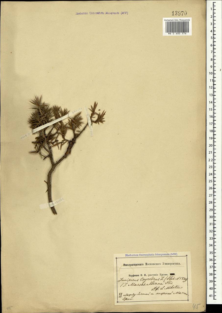 Juniperus oxycedrus L., Crimea (KRYM) (Russia)