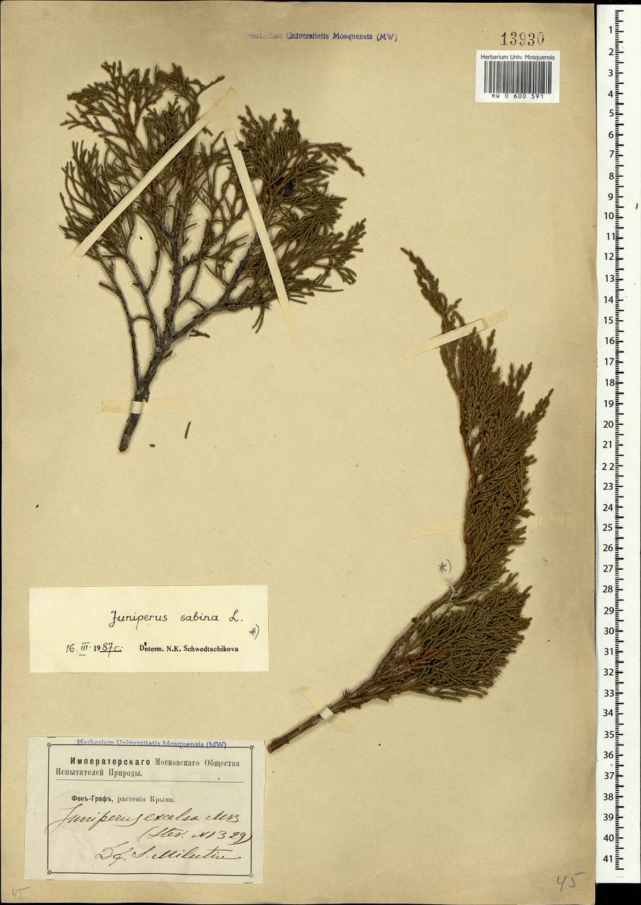 Juniperus sabina L., Crimea (KRYM) (Russia)
