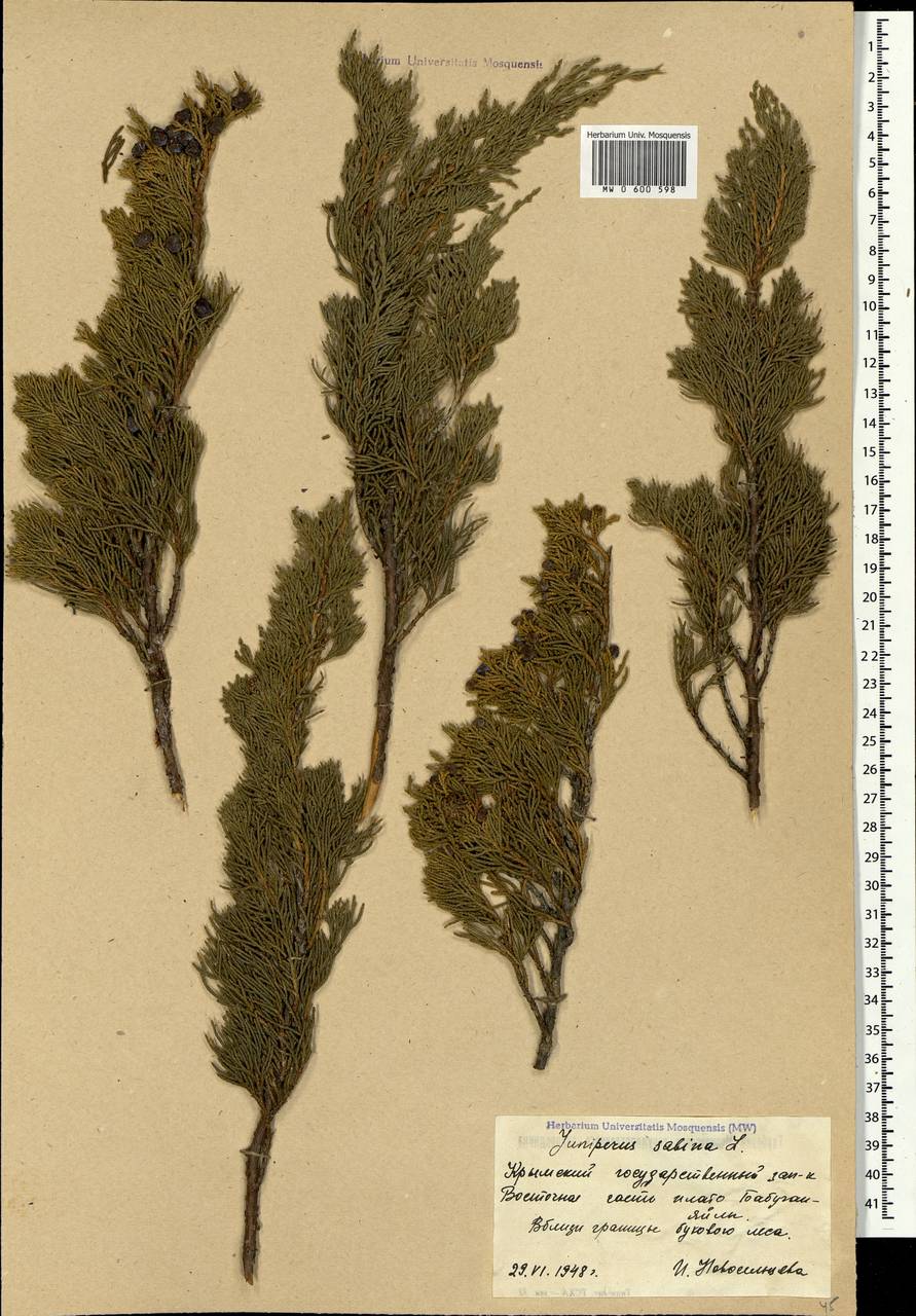 Juniperus sabina L., Crimea (KRYM) (Russia)