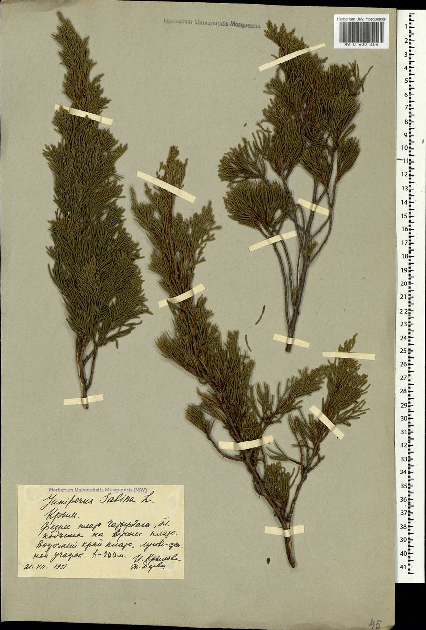 Juniperus sabina L., Crimea (KRYM) (Russia)