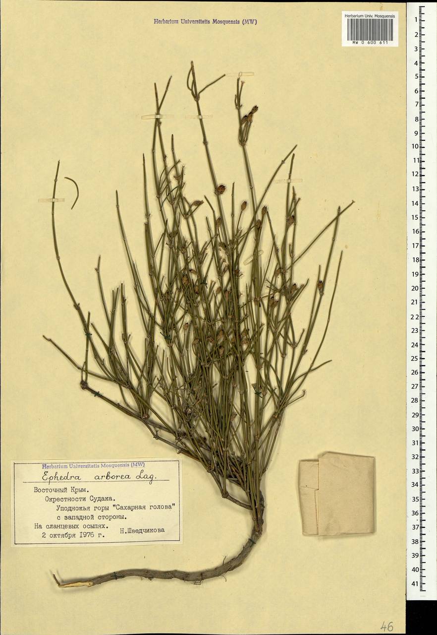 Ephedra distachya subsp. distachya, Crimea (KRYM) (Russia)