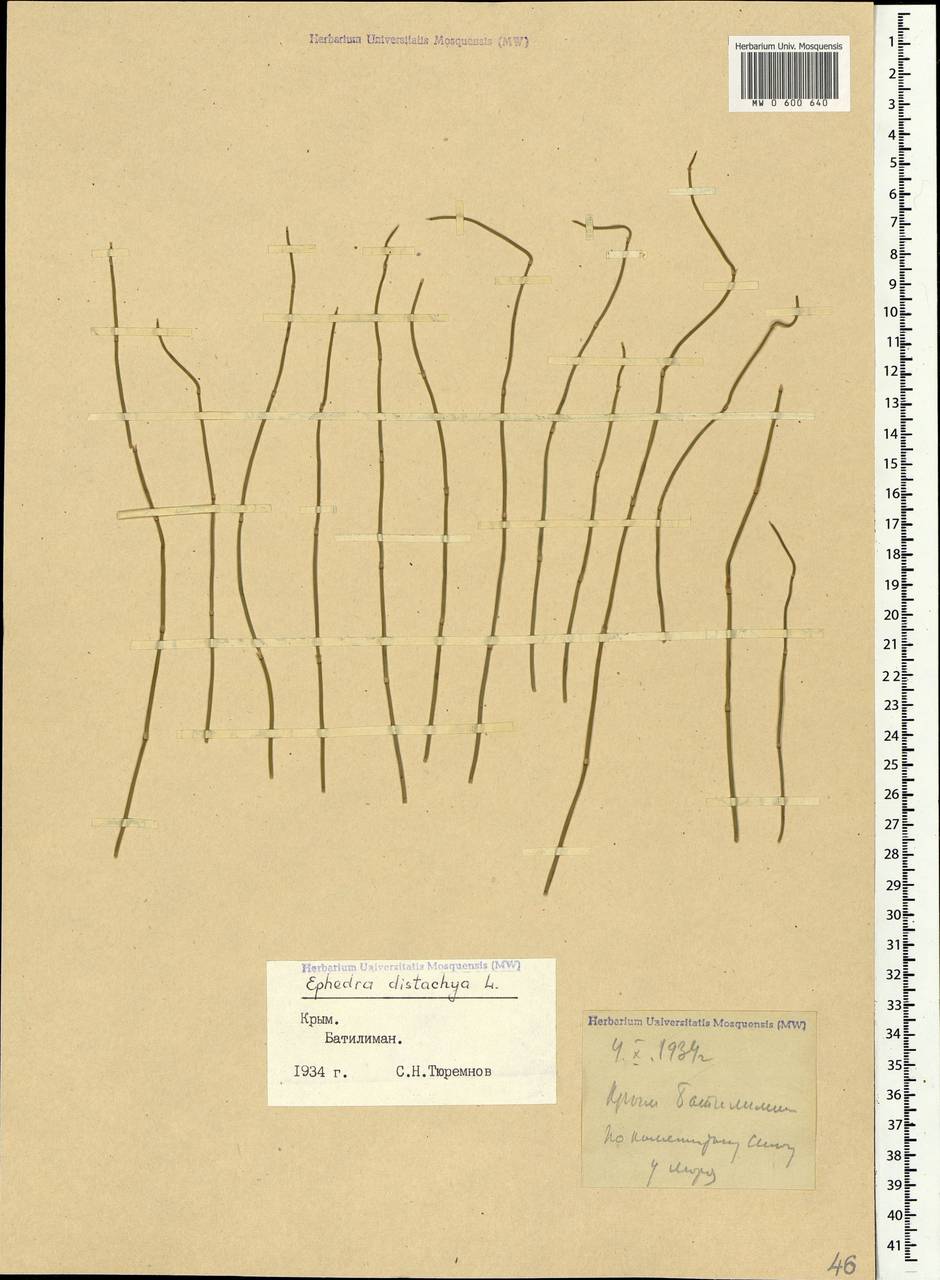 Ephedra distachya L., Crimea (KRYM) (Russia)