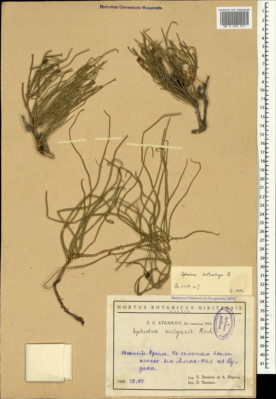 Ephedra distachya L., Crimea (KRYM) (Russia)
