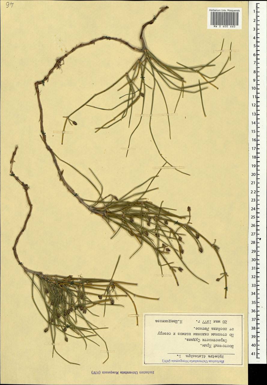 Ephedra distachya L., Crimea (KRYM) (Russia)