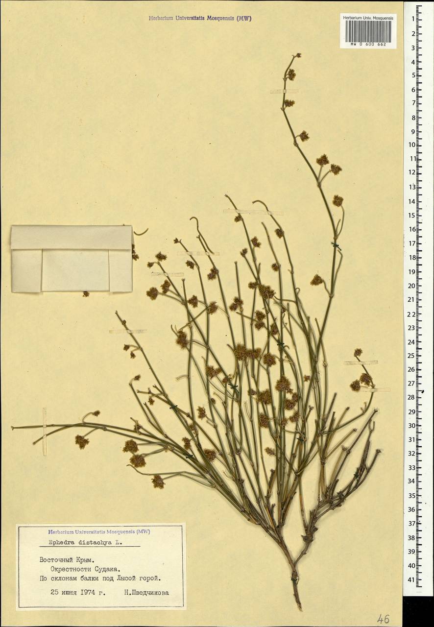 Ephedra distachya L., Crimea (KRYM) (Russia)