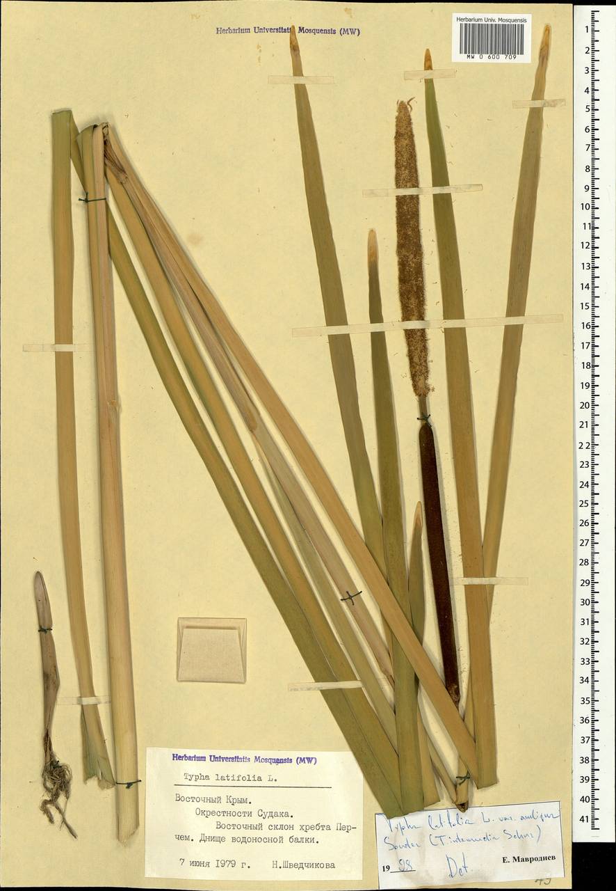 Typha latifolia L., Crimea (KRYM) (Russia)