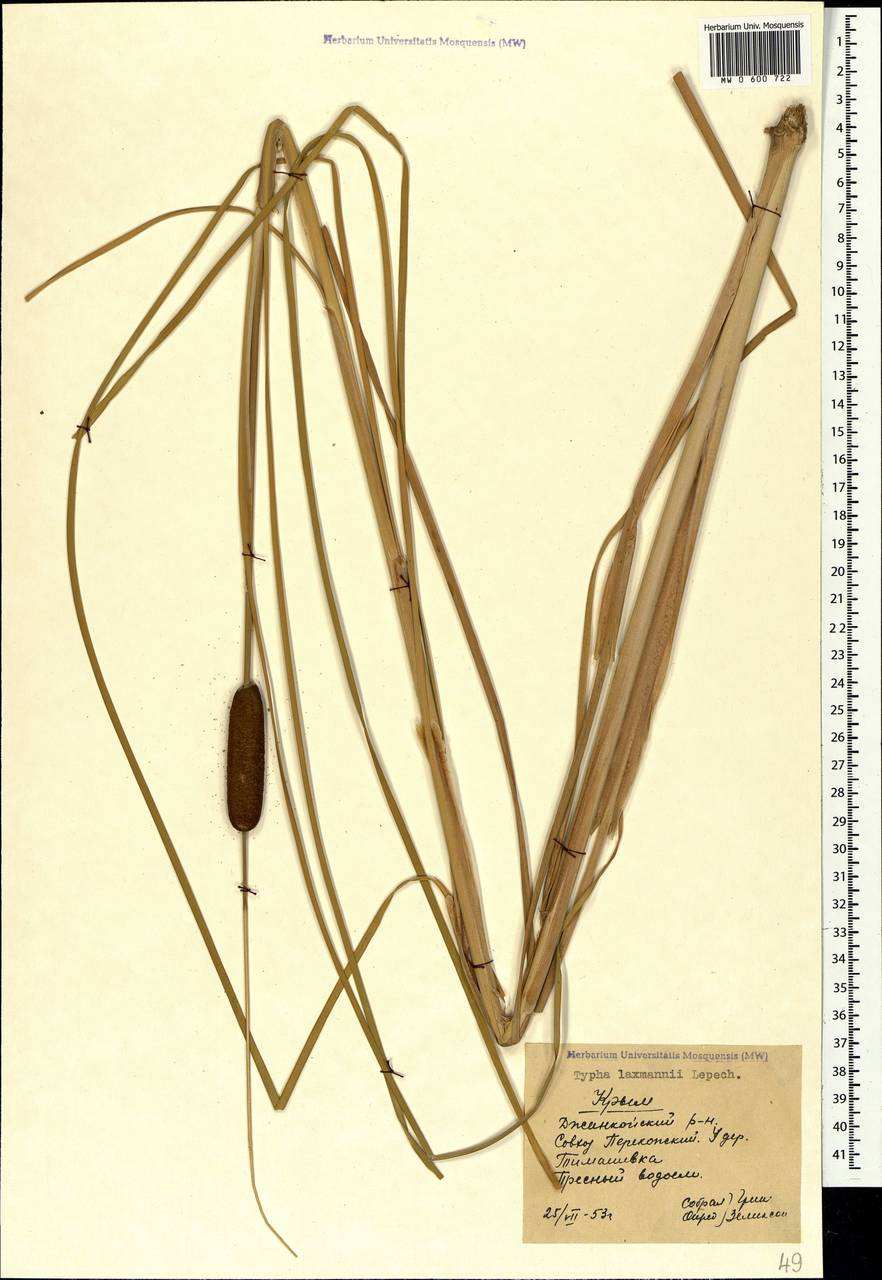 Typha laxmannii Lepech., Crimea (KRYM) (Russia)