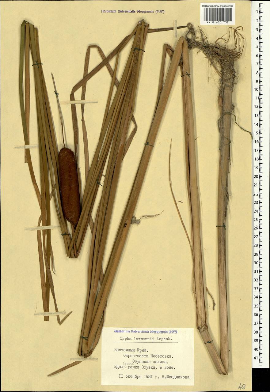 Typha laxmannii Lepech., Crimea (KRYM) (Russia)