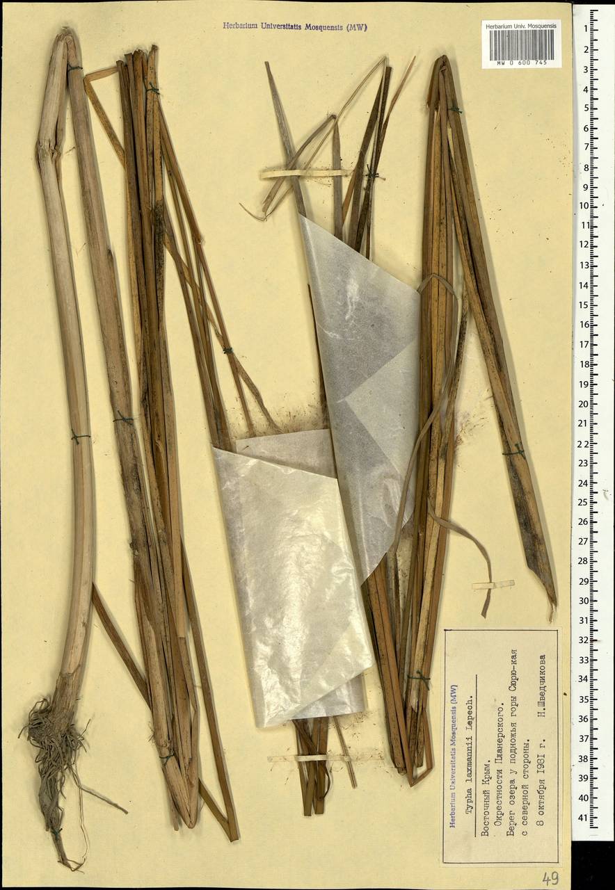 Typha laxmannii Lepech., Crimea (KRYM) (Russia)