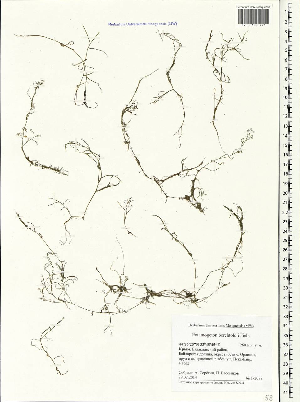 Potamogeton berchtoldii Fieber, Crimea (KRYM) (Russia)