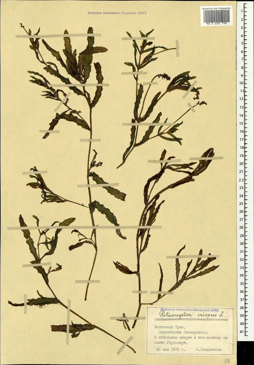 Potamogeton crispus L., Crimea (KRYM) (Russia)